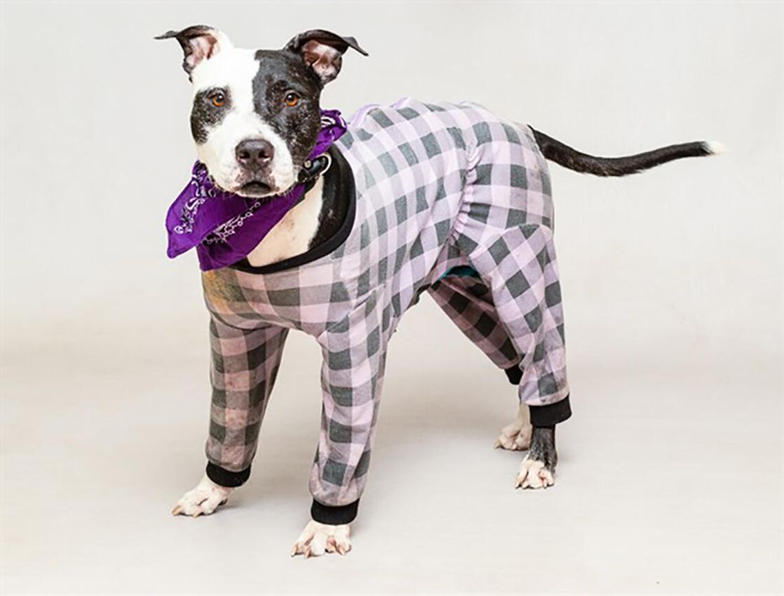 Pet of the Week - Nov. 26