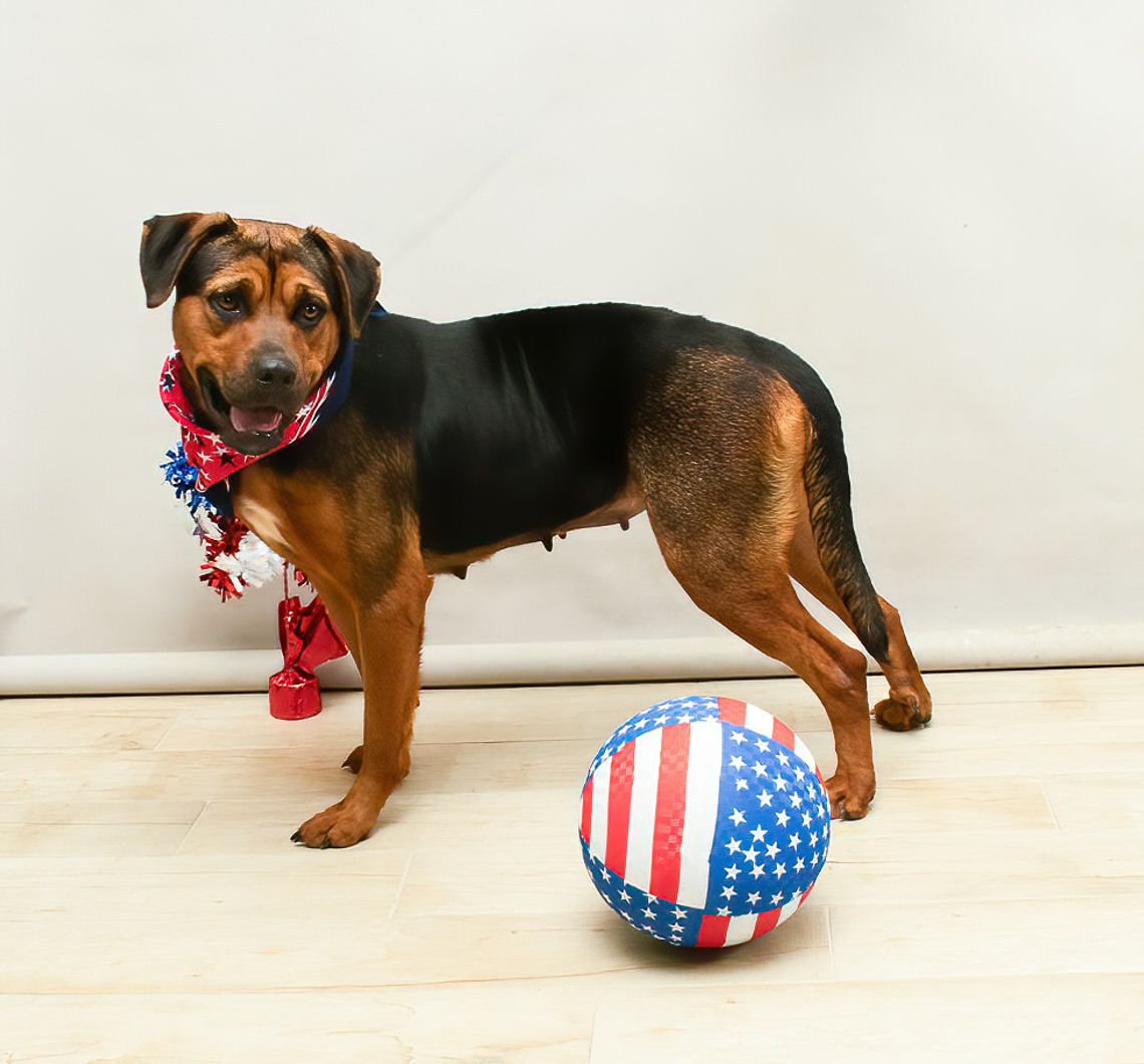 Pet of the Week Nyx