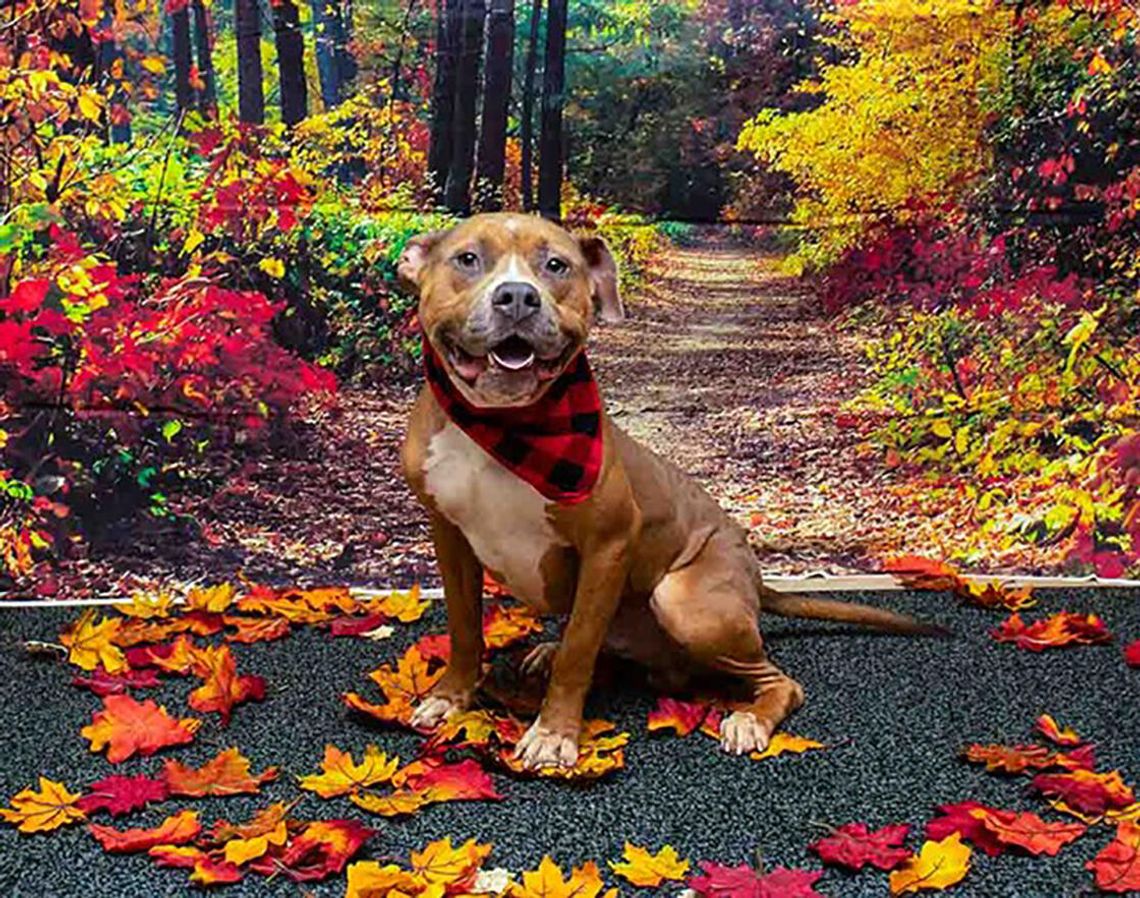 Pet of the Week - Otto