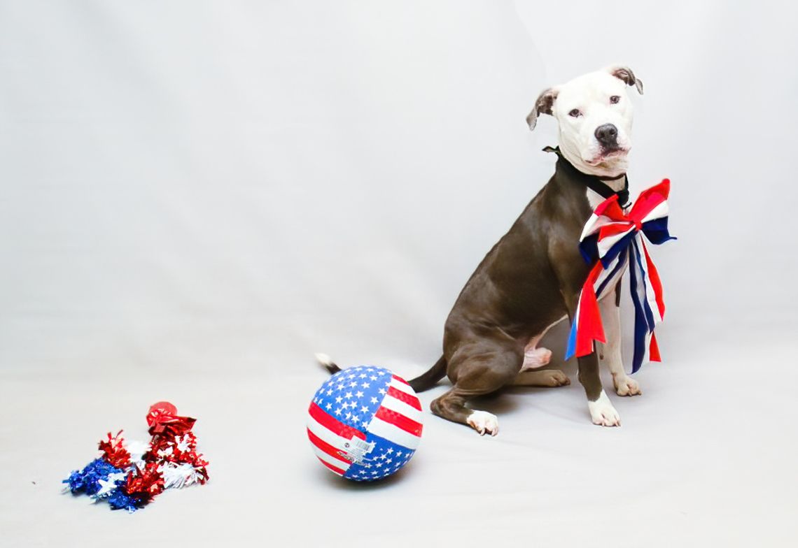 Pet of the Week: Quincy Pet of the Week: Quincy