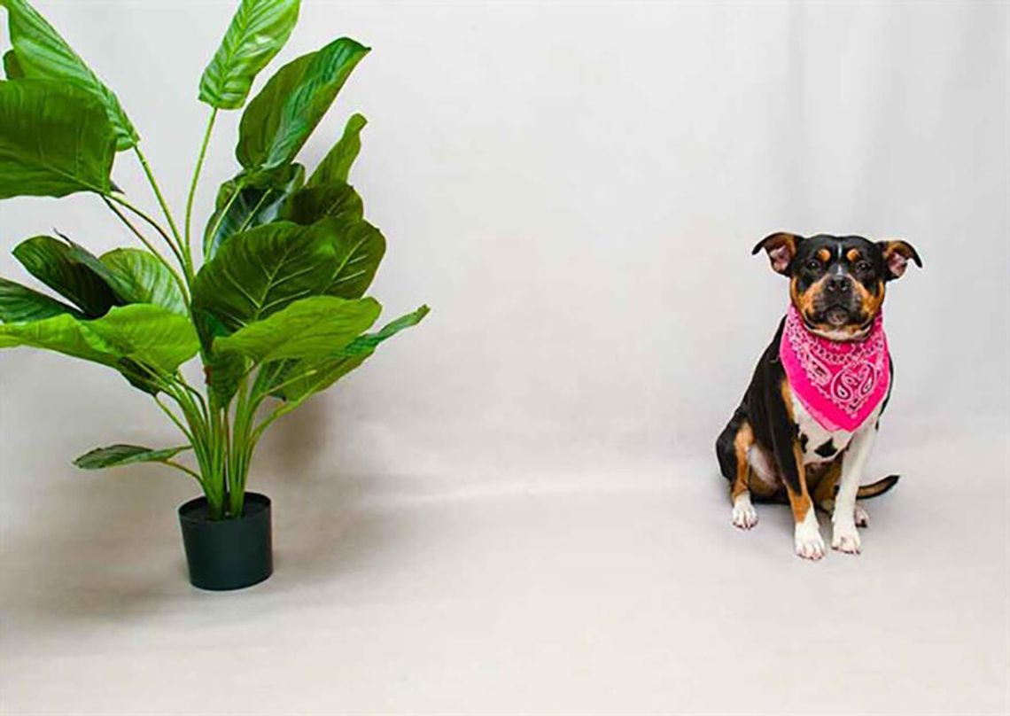 Pet of the Week - Ree