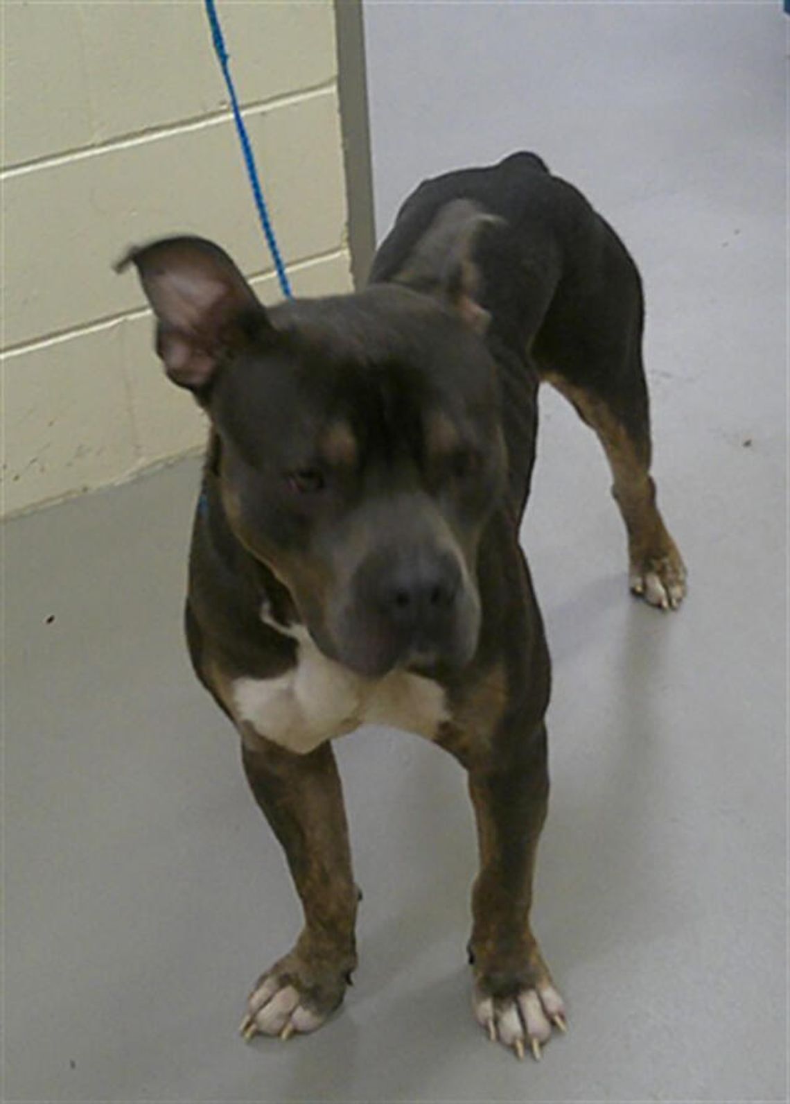 Pet of the Week - Rex