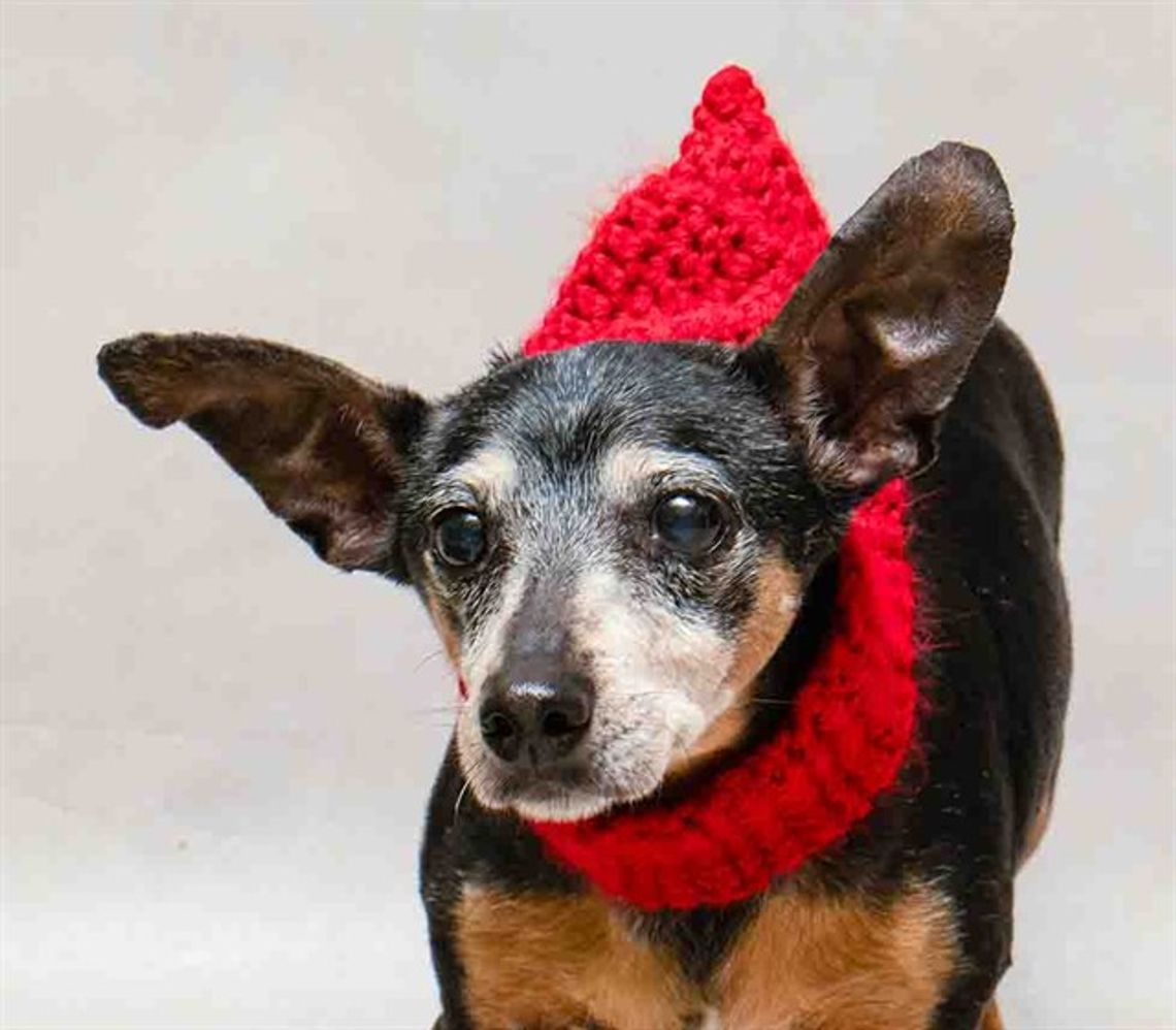 Pet of the Week - Roberto