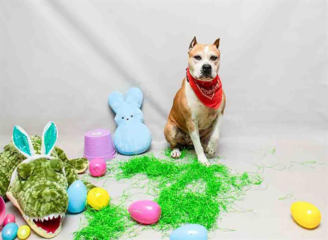 Pet of the Week - Rock Pet of the Week - Rock