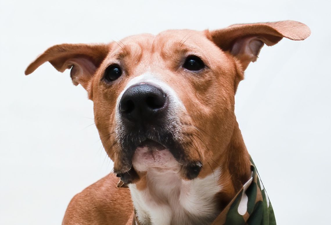 Pet of the Week: Rover