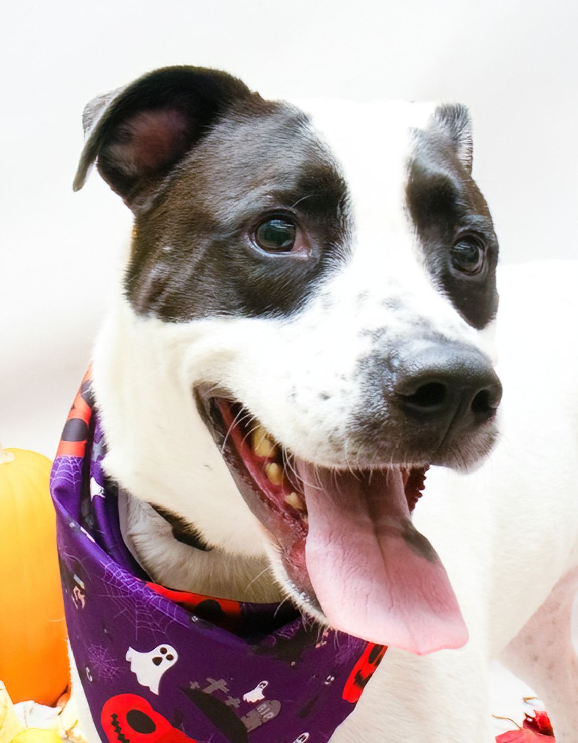 Pet of the Week: Sadie Pet of the Week: Sadie