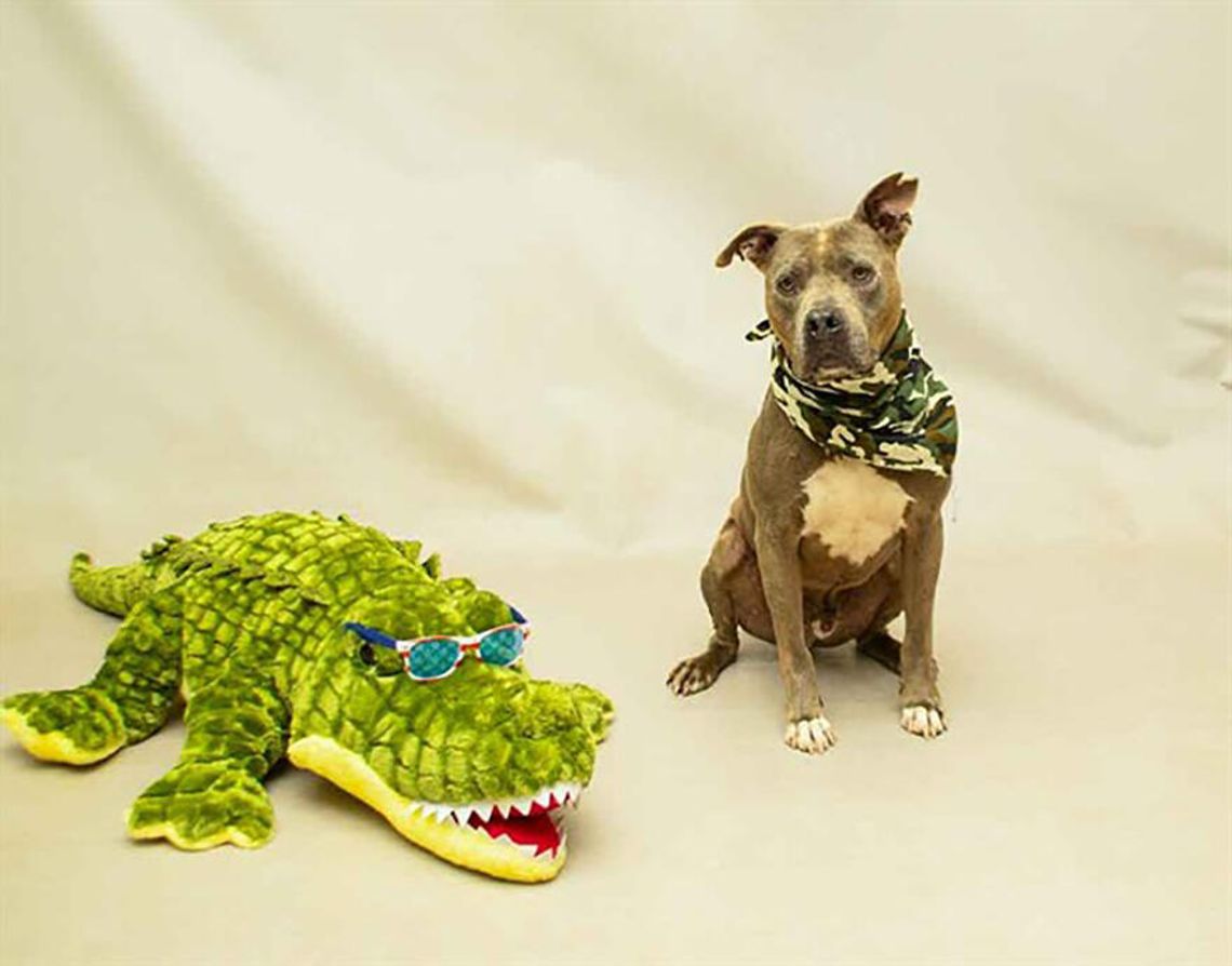 Pet of the Week - Sarg Pet of the Week - Sarg