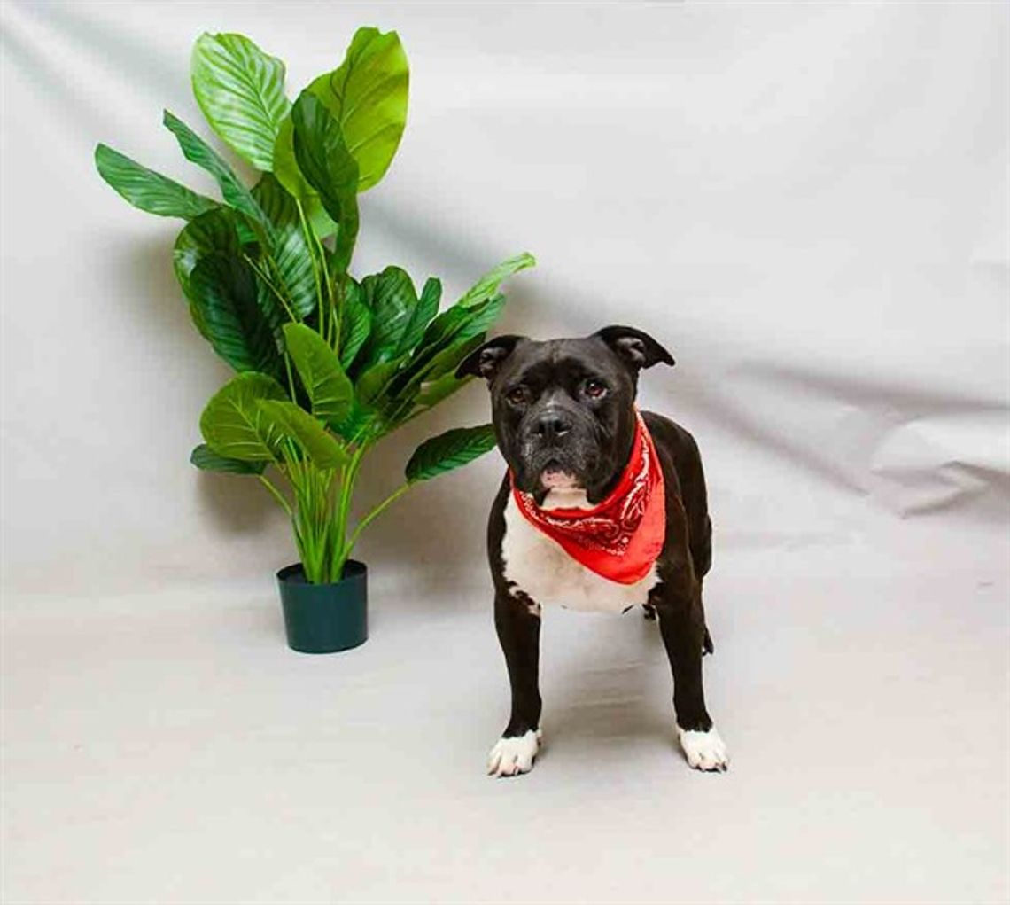 Pet of the Week - Snuggles