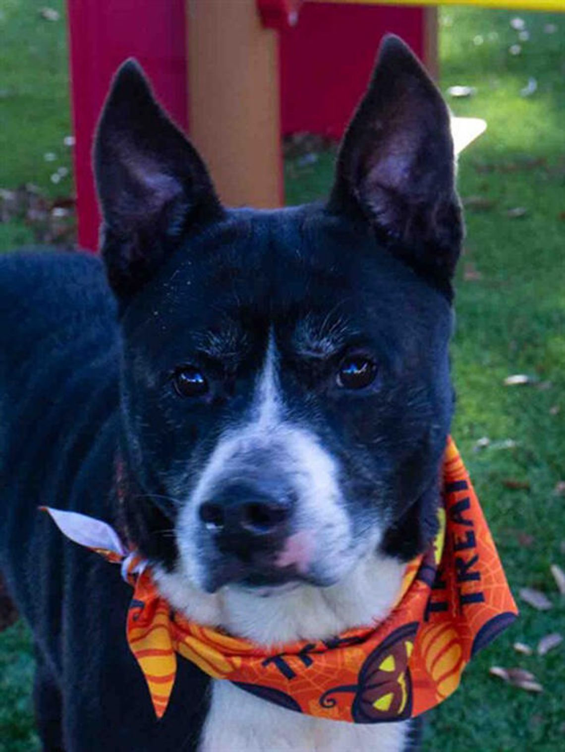 Pet of the Week - Terry