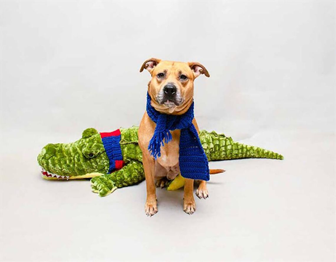 Pet of the Week - Van Halen