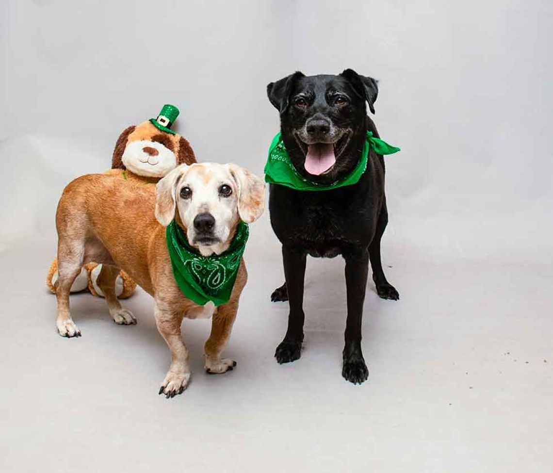 Pets of the Week - March 18 Pets of the Week - March 18