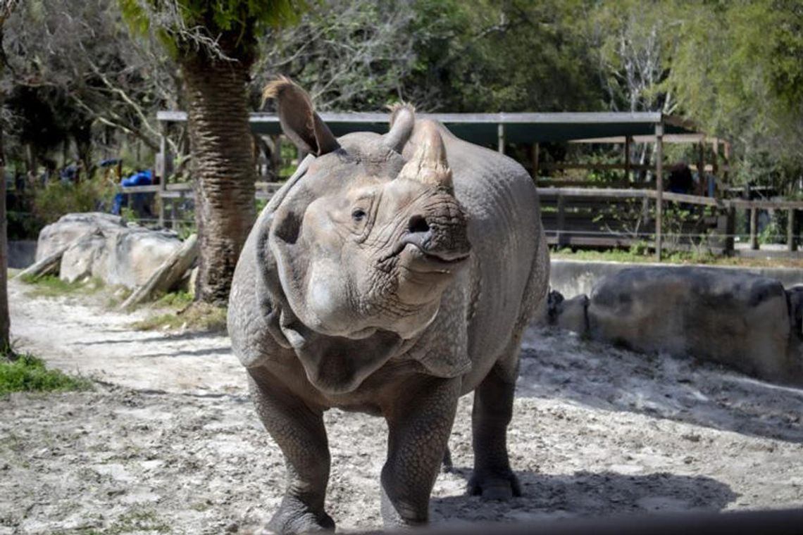 PJ, the rhino at the Central Florida Zoo & Botanical Gardens is here to stay! PJ, the rhino at the Central Florida Zoo & Botanical Gardens is here to stay!