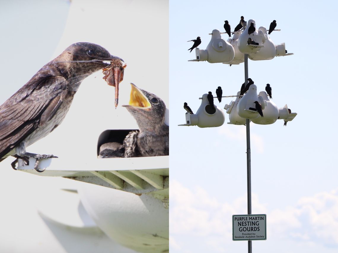 Purple Martins Thrive in Sanford Purple Martins Thrive in Sanford