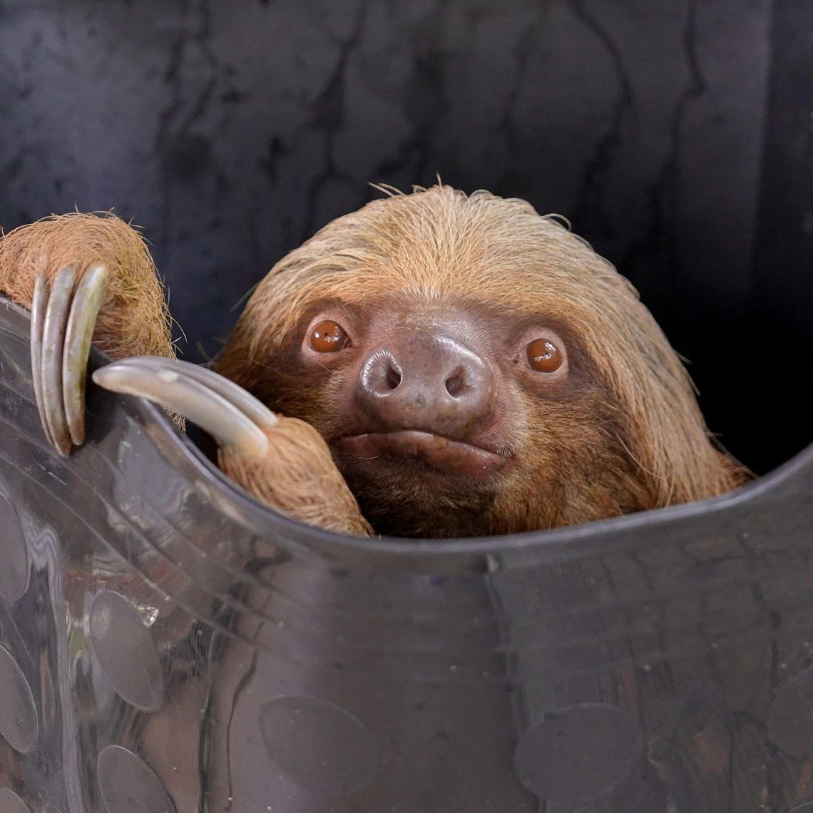Sloth Update - Dumpling