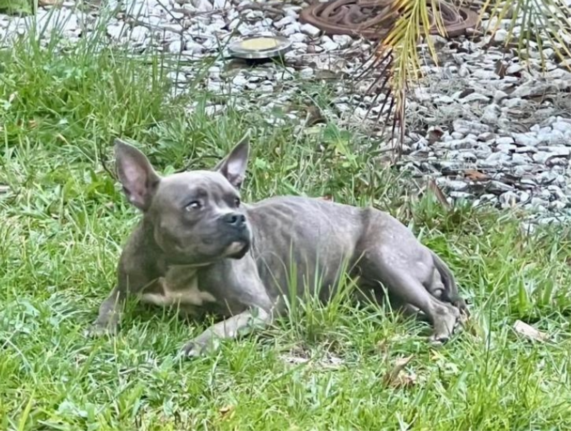 Story of Lori - Urgent Adoptable Pet