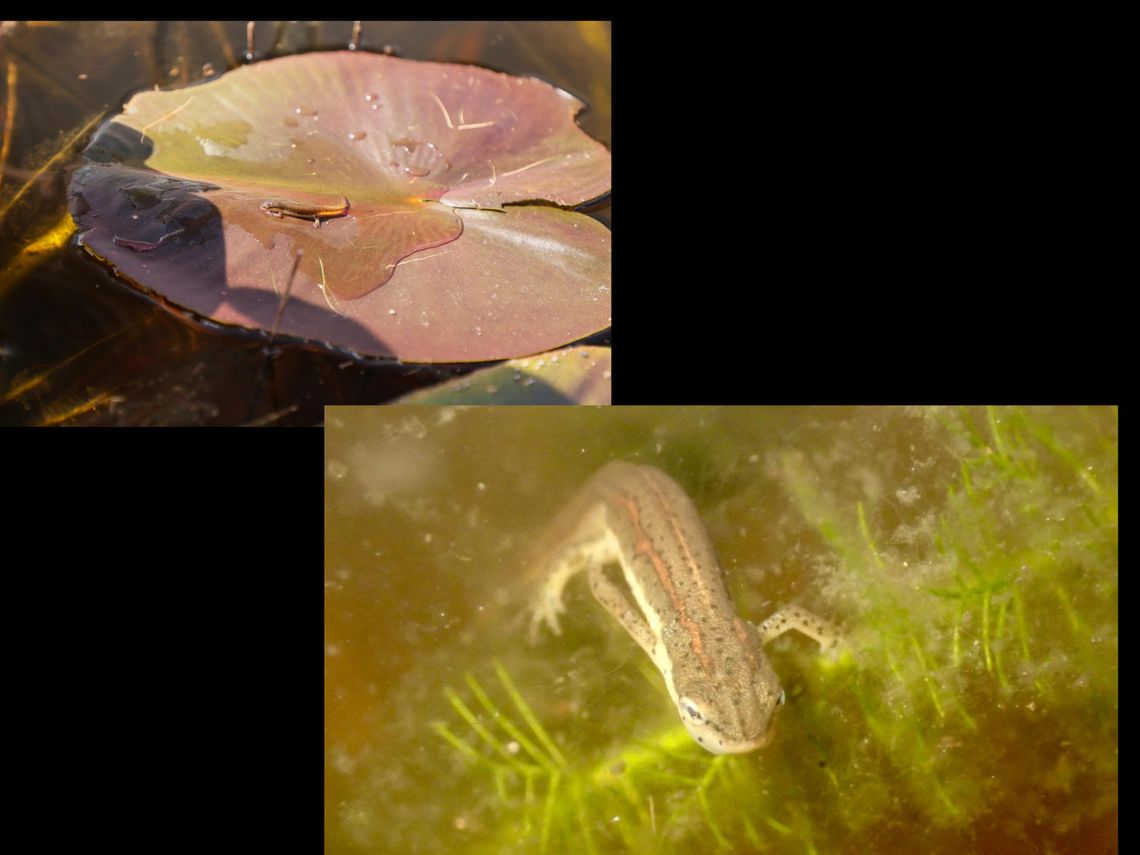 Striped Newts at Central Florida Zoo Striped Newts at Central Florida Zoo