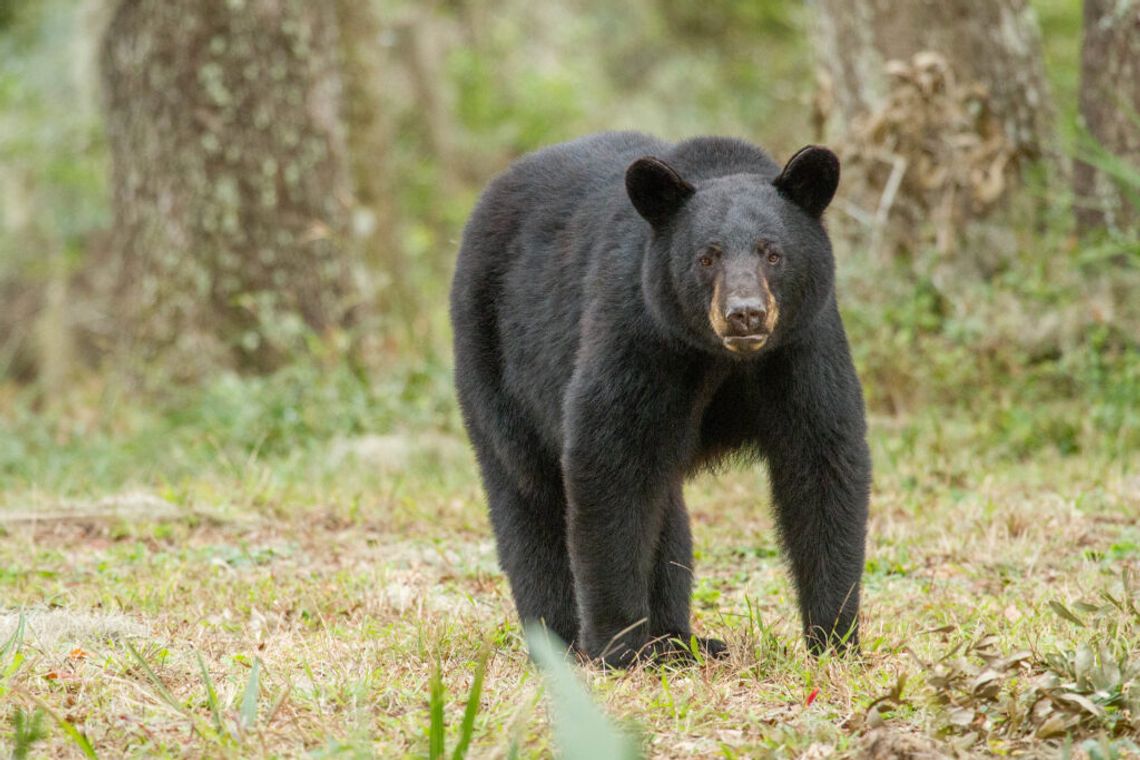 Urgent: FWC Confirms Plans for Bear Trophy Hunt – Take Action Now Urgent: FWC Confirms Plans for Bear Trophy Hunt – Take Action Now