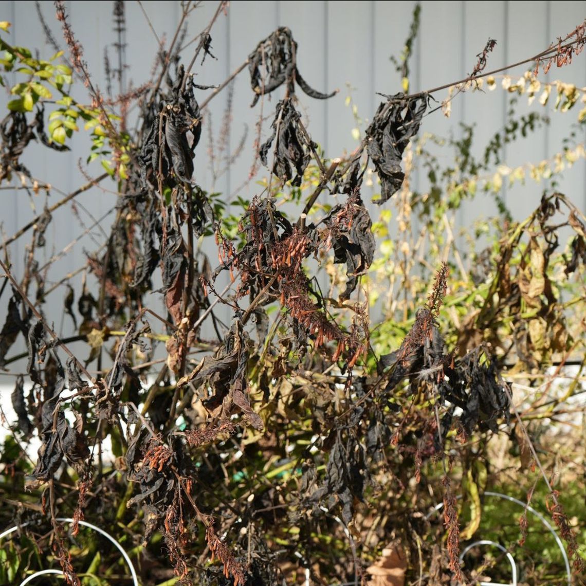 What Now?  My Plants are Crunchy